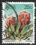 [Flora - Protea Plants, Tip PS]