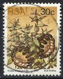 [Flora - Protea Plants, Tip PT]