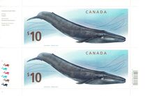 [Blue Whale, type CVW]