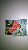 [flowers - Botanical Garden in Gent, type ALK]