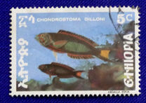 [Fish, タイプ ADE]