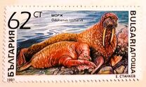 [Marine Mammals, tip ENJ]