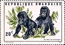 [Local Fauna - Mountain Gorilla, 類型 IT]