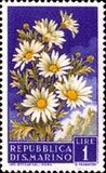 [Flowers & Monte Titano, タイプ IW]