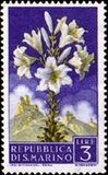 [Flowers & Monte Titano, タイプ IY]