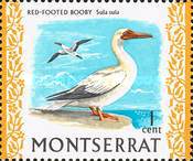 [Indigenous Birds, type DR]