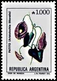 [Flowers of Argentina, Tüüp BNW]
