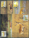[Red Lechwe, jenis PO]
