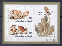 [Fungi, type RH]