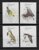 [Rare Birds, tegund BV]