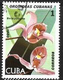 [Orchids, Tipo DAS]