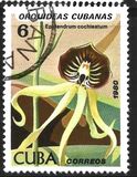 [Orchids, Tipo DAU]