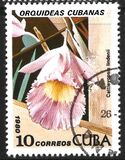 [Orchids, Tipo DAV]