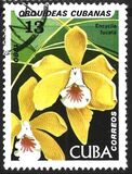 [Orchids, Tipo DAW]