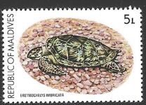 [Turtle Conservation Campaign, tegund AFM]