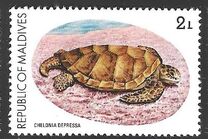 [Turtle Conservation Campaign, tegund AFL]