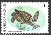 [Turtle Conservation Campaign, tegund AFK]