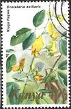 [Flowers, 類型 IT]