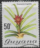 [Local Flowers, Tip DV]