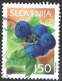 [Fruit Species in Slovenia - Forest Blueberry, typ NJ]