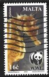 [WWF - Seahorse, type AKK]