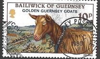 [Golden Guernsey Goats, tip GF]