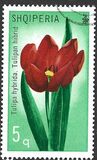 [Flowers - Tulipans, 類型 AKZ]