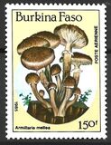 [Airmail - Fungi, տեսակ CK]