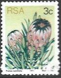 [Flora - Protea Plants, type PI]