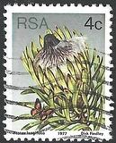 [Flora - Protea Plants, type PJ]