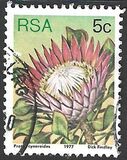 [Flora - Protea Plants, type PK]