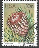 [Flora - Protea Plants, type PP]