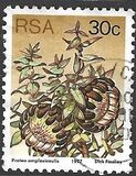 [Flora - Protea Plants, type PT]