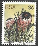 [Flora - Protea Plants, type PI1]