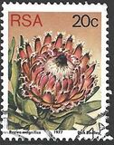 [Flora - Protea Plants, type PR1]