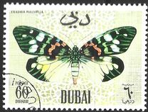 [Butteflies, jenis GH]