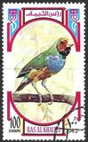 [Birds, тып UF]