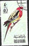[Parrots, Tipi WU]