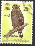 [Burmese Birds, tyyppi DL]