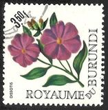 [Flowers, տեսակ EZ]