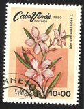 [Flowers, 類型 FR]