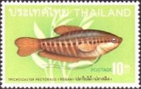 [Thai Fish, type KW]