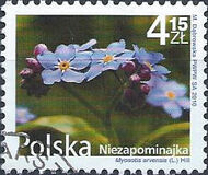 [Flowers and Fruits - Myosotis, type GFD]
