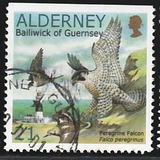 [Birds - The Peregrine Falcon, type EO1]