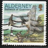 [Birds - The Peregrine Falcon, type EO1]
