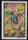 [Beetles, type XT]