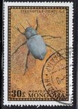 [Beetles, type XR]