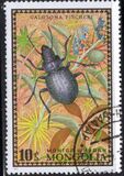 [Beetles, type XP]