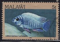 [Fish, Tip MH]