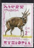 [Menelik´s Bushbuck, typ AZF19]